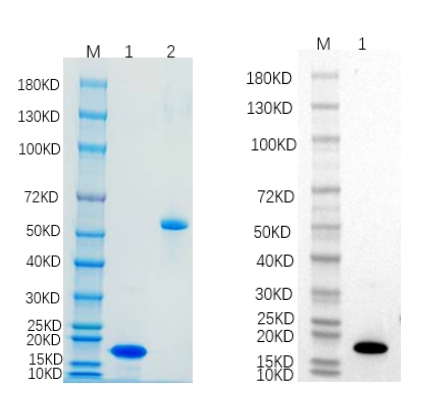 Reducing 4%-20% SDS-PAGE (CBB stained) and WB (Anti-His Mouse Monoclonal antibody) analysis profiles of purified ING1.
1. ING1: 1 μg
2. BSA: 1 μg